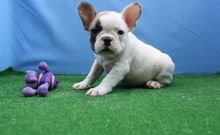 Little pretty frenchies ready for their new homes for christmas (913)730 5583 Image eClassifieds4u 2