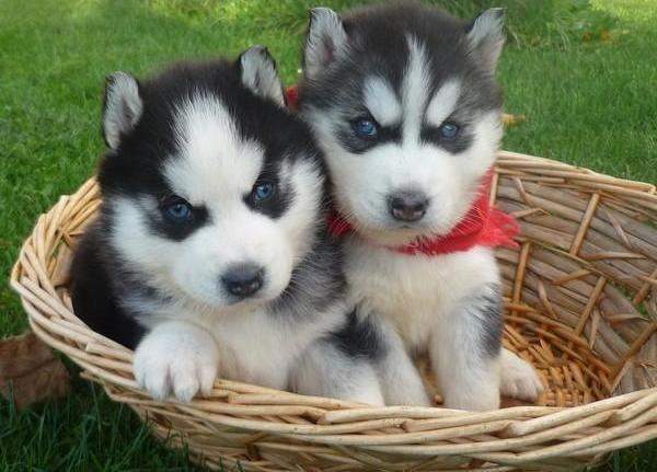 Two Siberian husky puppies remaining from litter of 10 Image eClassifieds4u