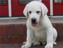 12 weeks old Labrador Retriever pups ready for adoption(218) 303-5958
