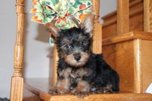 Cute Yorkie Puppy text 770-737-1624