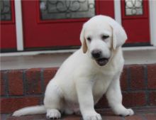 Friendly Labrador Retriever puppies available(218) 303-5958