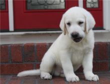 Male and female Labrador Retriever puppies.(218) 303-5958