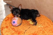 Meet Albert! Boy Yorkie Puppy text 770-737-1624