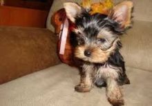 Quality Bred Family Raised Yorkie Pup text 770-737-1624