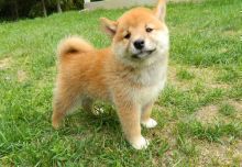 Stunning Litter Of Shiba Inu puppies for adoption(218) 303-5958