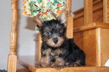 Sweet little Blake Yorkie puppy 770-737-1624