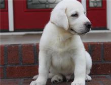 Top quality Labrador Retriever puppies(100% Purebred)(218) 303-5958