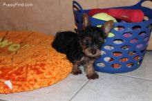 We have two Yorkie Puppies text 770-737-1624