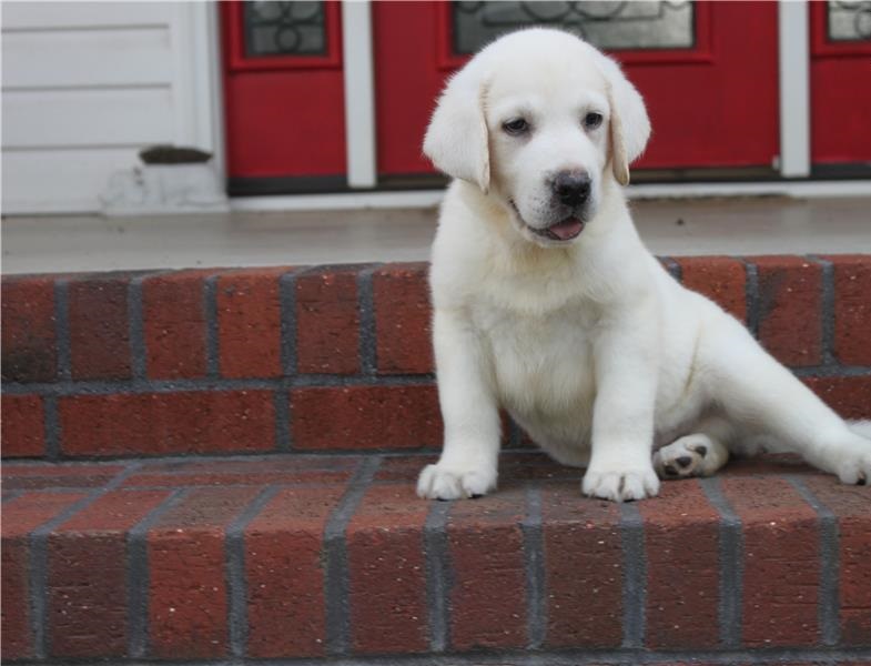 Good looking Labrador Retriever Pups ready for new home.(218) 303-5958 Image eClassifieds4u