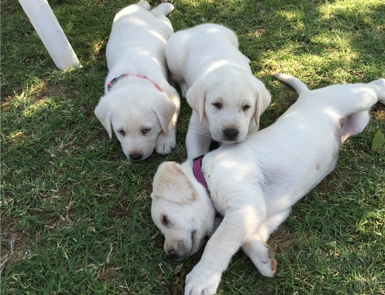 Intelligent Labrador Retriever puppies for adoption(218) 303-5958 Image eClassifieds4u