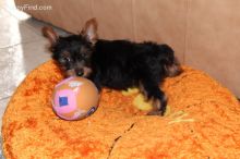 Douglas is an Awesome Yorkie for Adoption text 770-737-1624 Image eClassifieds4U