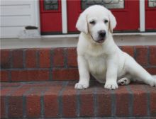 Good looking Labrador Retriever Pups ready for new home.(218) 303-5958 Image eClassifieds4u 2