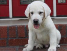 Good looking Labrador Retriever Pups ready for new home.(218) 303-5958 Image eClassifieds4u 3