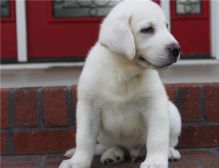Male and female Labrador Retriever puppies.(218) 303-5958 Image eClassifieds4u 3