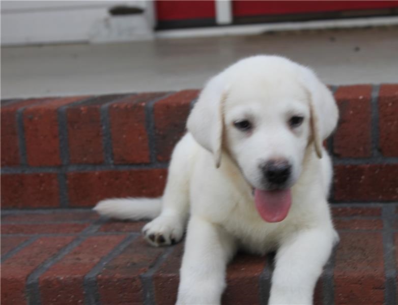 Male and female Labrador Retriever puppies.(218) 303-5958 Image eClassifieds4u
