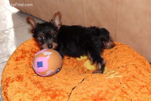 Meet Albert! Boy Yorkie Puppy text 770-737-1624 Image eClassifieds4u