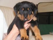 Friendly Rottweiler pups for free Text (347) 674-4023
