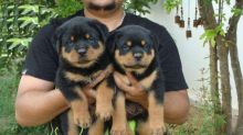 German Rottweiler pups for free Text (347) 674-4023