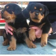 Healthy Rottweiler pups for free Text (347) 674-4023