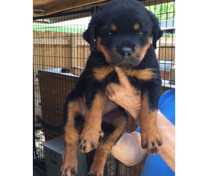 German Rottweiler pups for free Text (347) 674-4023 Image eClassifieds4u