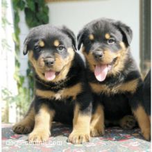 German Rottweiler pups for free Text (347) 674-4023 Image eClassifieds4U