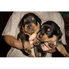 Rottweiler puppies Text (347) 674-4023 Image eClassifieds4U