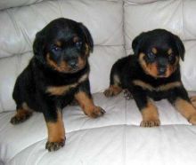 Well trained Rottweiler puppies Text (347) 674-4023 Image eClassifieds4U