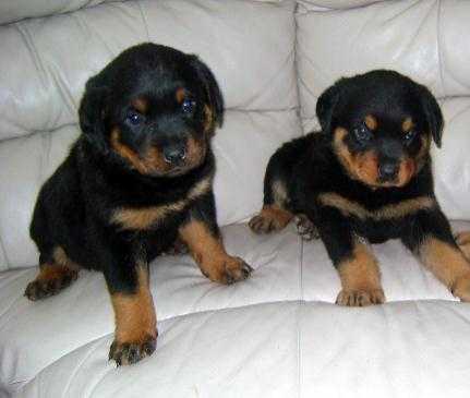 Well trained Rottweiler puppies Text (347) 674-4023 Image eClassifieds4u