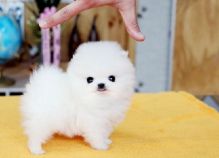 White Pomeranian Puppies/AVAILABLE FOR CHRISTMAS
