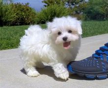 Two Top Class Maltese Puppies Available