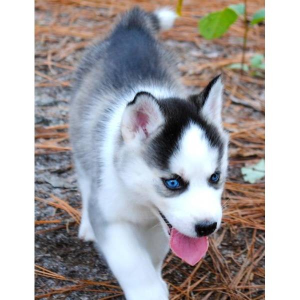 Cute Siberian Husky Litter/AVAILABLE FOR CHRISTMAS/AVAILABLE FOR CHRISTMAS Image eClassifieds4u