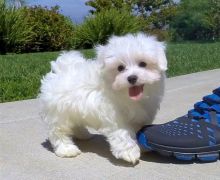 Nice and Healthy Maltese Puppies Available Image eClassifieds4U