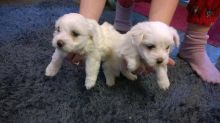 Adorable Maltese Puppies For adoption text @# ((936) 587-6219