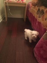 Charming Maltese Puppies Image eClassifieds4u 2