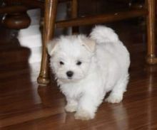 Maltese Pups for free adoption Image eClassifieds4u 4