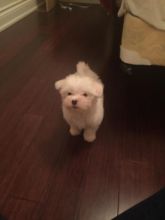 Maltese Pups for free adoption Image eClassifieds4u