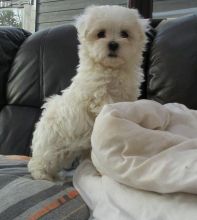 Maltese Pups for free adoption Image eClassifieds4u