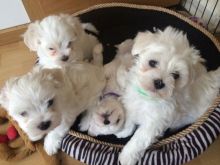 Maltipoos Puppies For adoption Image eClassifieds4u