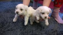 Super Cute and magnificent Maltese puppies Available Image eClassifieds4u