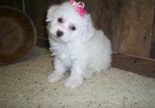 Beautiful males and females Bichon Frise Puppies available