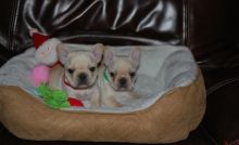 CKc Reg Girls/Boys French Bulldog Puppies For Sale