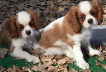 Cavalier King Charles Spaniel Puppies For Sale