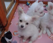 Excellent temperament Chinese Crested puppies available for sale