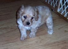 Fluffy Boy And Girl Left Adorable Cavacon Puppies