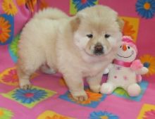 Impressive Chow Chow puppies available for sale