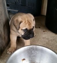 Stunning Bullmastiff Pups Available