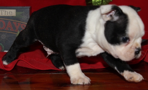 6 Gorgeous Boston Terriers Ready To Go Now Image eClassifieds4u