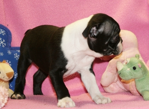6 Gorgeous Boston Terriers Ready To Go Now Image eClassifieds4u