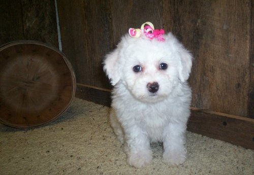 Beautiful males and females Bichon Frise Puppies available Image eClassifieds4u