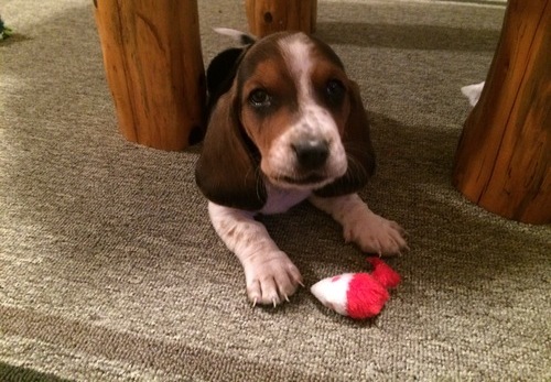 Beautifull Litter Of Bassett Hound Puppies Image eClassifieds4u